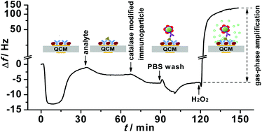 Graphical abstract: A gas-phase amplified quartz crystal microbalance immunosensor based on catalase modified immunoparticles