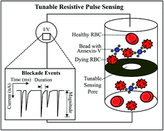 Graphical abstract: Quantitative detection of eryptosis in human erythrocytes using tunable resistive pulse sensing and annexin-V-beads