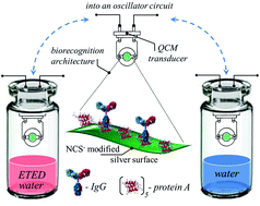 Graphical abstract: Analyte induced water adsorbability in gas phase biosensors: the influence of ethinylestradiol on the water binding protein capacity