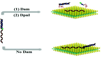 Graphical abstract: MoS2 nanosheets as an effective fluorescence quencher for DNA methyltransferase activity detection