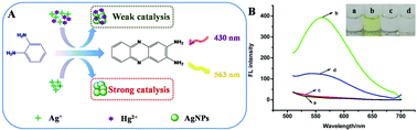 Graphical abstract: Label-free fluorescence detection of mercury ions based on the regulation of the Ag autocatalytic reaction