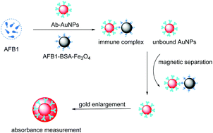 Graphical abstract: Controlled growth of immunogold for amplified optical detection of aflatoxin B1