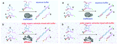 Graphical abstract: Polar organic solvents accelerate the rate of DNA strand replacement reaction