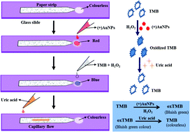 Graphical abstract: A paper based microfluidic device for easy detection of uric acid using positively charged gold nanoparticles