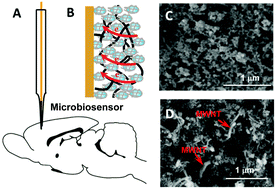 Graphical abstract: Stabilization of Prussian blue with polyaniline and carbon nanotubes in neutral media for in vivo determination of glucose in rat brains