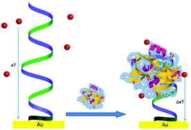 Graphical abstract: Electroanalysis of pM-levels of urokinase plasminogen activator in serum by phosphorothioated RNA aptamer