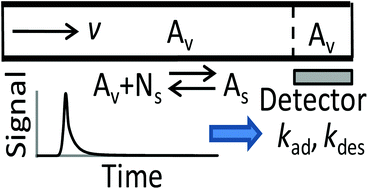 Graphical abstract: Slow-equilibration approximation in studying kinetics of protein adsorption on capillary walls