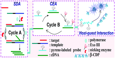 Graphical abstract: A multiple amplification strategy for nucleic acid detection based on host–guest interaction between the β-cyclodextrin polymer and pyrene
