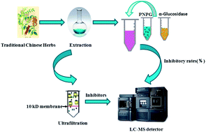 Graphical abstract: The screening of potential α-glucosidase inhibitors from the Polygonum multiflorum extract using ultrafiltration combined with liquid chromatography-tandem mass spectrometry