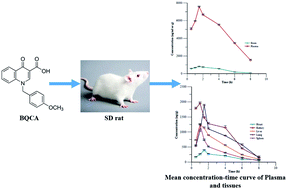 Graphical abstract: Pharmacokinetics and tissue distribution of a M1 muscarinic acetylcholine receptor positive allosteric potentiator, benzyl quinolone carboxylic acid