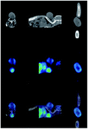 Graphical abstract: Ozone dosage effect on C6 cell growth, in vitro and in vivo tests: double bond index for characterization