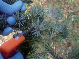 Graphical abstract: Review: use of conifer needles as passive samplers of inorganic pollutants in air quality monitoring