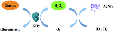 Graphical abstract: A plasmon resonance light scattering assay of glucose based on the formation of gold nanoparticles