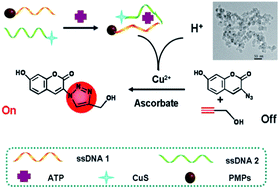 Graphical abstract: A signal-on fluorescence biosensor for detection of adenosine triphosphate based on click chemistry