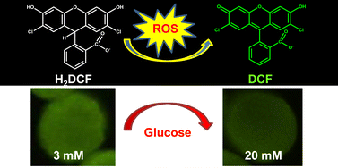 Graphical abstract: Measurement of DCF fluorescence as a measure of reactive oxygen species in murine islets of Langerhans