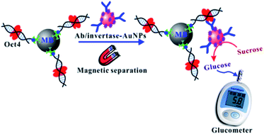 Graphical abstract: A universal glucometer-based biosensor for portable and quantitative detection of transcription factors