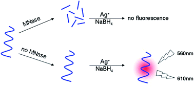 Graphical abstract: Label-free and sensitive detection of micrococcal nuclease activity using DNA-scaffolded silver nanoclusters as a fluorescence indicator