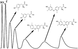 Graphical abstract: Speciation analysis of urine iodine by ion-pair reversed-phase liquid chromatography and inductively coupled plasma mass spectrometry