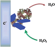 Graphical abstract: Direct electron transfer of hemoglobin intercalated in exfoliated Ni–Al–CO3 layered double hydroxide and its electrocatalysis towards hydrogen peroxide