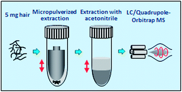Graphical abstract: Determination of sedative–hypnotics in human hair by micropulverized extraction and liquid chromatography/quadrupole-Orbitrap mass spectrometry