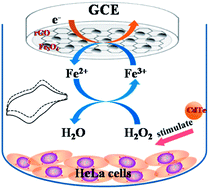 Graphical abstract: Enhanced nonenzymatic sensing of hydrogen peroxide released from living cells based on Fe3O4/self-reduced graphene nanocomposites