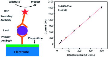 Graphical abstract: Ultrasensitive and rapid detection of Escherichia coli O157:H7 in beef juice using immunoassay based on field-effect enzymatic detection