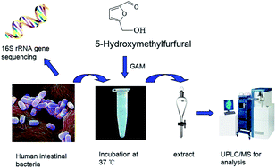 Graphical abstract: Characterization of the metabolism of 5-hydroxymethylfurfural by human intestinal microflora using ultra-high performance liquid chromatography-quadrupole time-of-flight mass spectrometry