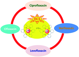 Graphical abstract: Detection of quinolone antibiotics with electrochemiluminescence of bimetallic ruthenium complex [(bpy)2Ru(bpy)(CH2)8(bpy)Ru(bpy)2]4+