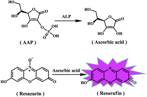 Graphical abstract: A facile method for detection of alkaline phosphatase activity based on the turn-on fluorescence of resorufin