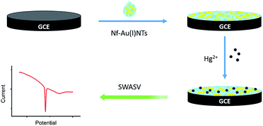 Graphical abstract: A novel electrochemical sensor based on nafion-stabilized Au(i)–alkanethiolate nanotubes modified glassy carbon electrode for the detection of Hg2+