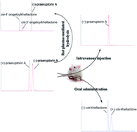 Graphical abstract: Development of enantiospecific and chemoselective methods for the determination of praeruptorin A enantiomers and their metabolites in rat plasma using chiral and achiral LC-MS/MS