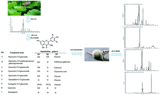 Graphical abstract: Identification of in vivo components in rats after oral administration of lotus leaf flavonoids using ultra fast liquid chromatography with tandem mass spectrometry