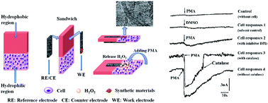 Graphical abstract: Electrodes/paper sandwich devices for in situ sensing of hydrogen peroxide secretion from cells growing in gels-in-paper 3-dimensional matrix