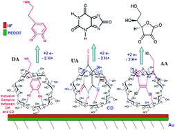 Graphical abstract: Improved host–guest electrochemical sensing of dopamine in the presence of ascorbic and uric acids in a β-cyclodextrin/Nafion®/polymer nanocomposite