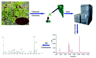 Graphical abstract: Analysis of six bioactive components in Semen Ziziphi Spinosae by UPLC-ELSD and UPLC-Q/TOF-MS