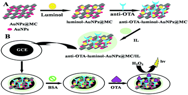 Graphical abstract: Ultrasensitive electrochemiluminescence immunosensor for detection of ochratoxin A based on gold nanoparticles-hybridized mesoporous carbon