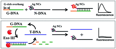 Graphical abstract: Label-free DNA detection based on oligonucleotide-stabilized silver nanoclusters and exonuclease III-catalyzed target recycling amplification