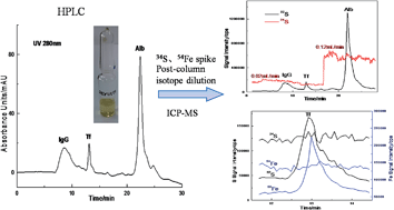 Graphical abstract: Simultaneous quantification of proteins in human serum via sulfur and iron using HPLC coupled to post-column isotope dilution mass spectrometry