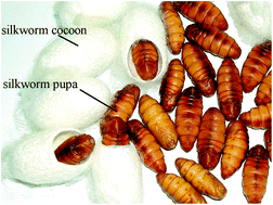 Graphical abstract: Nondestructive gender identification of silkworm cocoons using X-ray imaging with multivariate data analysis