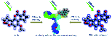 Graphical abstract: Specific antibody-induced fluorescence quenching for the development of a directly applicable and label-free immunoassay