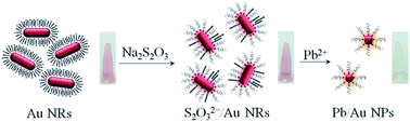 Graphical abstract: A non-aggregation colorimetric method for trace lead(ii) ions based on the leaching of gold nanorods