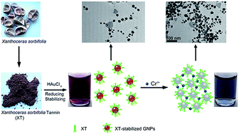 Graphical abstract: “Green” colorimetric assay for the selective detection of trivalent chromium based on Xanthoceras sorbifolia tannin attached to gold nanoparticles