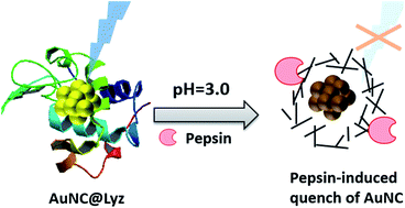 Graphical abstract: Scissor-based fluorescent detection of pepsin using lysozyme-stabilized Au nanoclusters