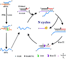 Graphical abstract: Amplified fluorescence detection of T4 polynucleotide kinase activity and inhibition via a coupled λ exonuclease reaction and exonuclease III-aided trigger DNA recycling