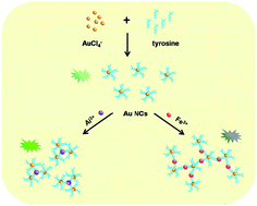 Graphical abstract: One-pot synthesis of tyrosine-stabilized fluorescent gold nanoclusters and their application as turn-on sensors for Al3+ ions and turn-off sensors for Fe3+ ions