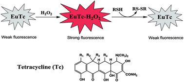 Graphical abstract: A europium-based fluorescence probe for detection of thiols in urine