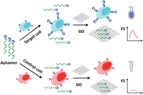 Graphical abstract: A fluorescent aptasensor for sensitive detection of human hepatocellular carcinoma SMMC-7721 cells based on graphene oxide