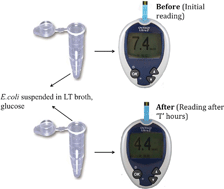 Graphical abstract: Detection of Escherichia coli in potable water using personal glucose meters