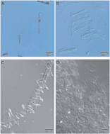 Graphical abstract: Ionic liquid-assisted extraction of wool keratin proteins as an aid to MS identification