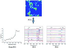 Graphical abstract: Attenuated total reflectance/Fourier transform infrared (ATR/FTIR) mapping coupled with principal component analysis for the study of in vitro degradation of porous polylactide/hydroxyapatite composite material